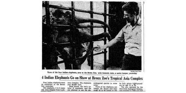 A screenshot of an archived news story that includes a photo of four baby elephants extending their trunks through a cage to reach toward a zoo keeper. The headline is: 4 Indian elephants Go on Show at Bronx Zoo's Tropical Asia Complex