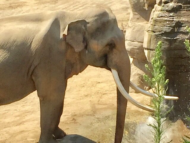 A photo of Billy the elephant standing alone in the LA Zoo elephant exhibit