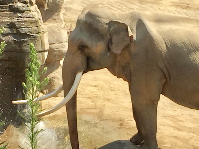 A photo of Billy the elephant standing alone in the LA Zoo elephant exhibit