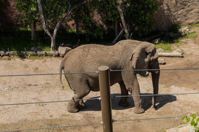 A photo of Jambo the elephant standing in a dirt yard with a fence in the foreground. Her back legs are slightly bent.