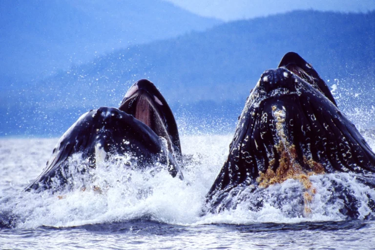 Humpback whales feeding in the ocean