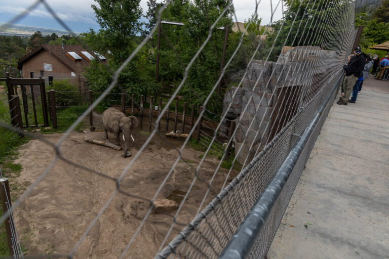 A photo of Kimba the elephant standing in a dirt yard as taken through a wire fence from an elevated walkway