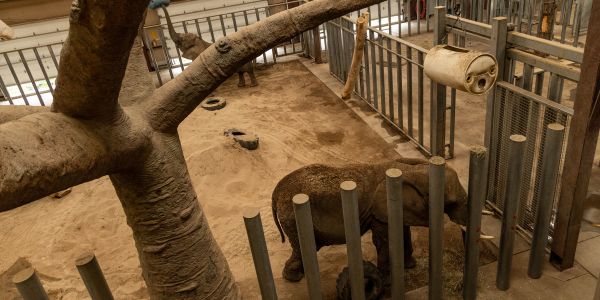 A photo of elephants LouLou and Missy standing in the barn at the Cheyenne Mountain Zoo