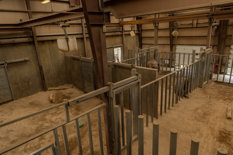 A photo of Lucky and Kimba standing in the elephant barn at the Cheyenne Mountain Zoo.