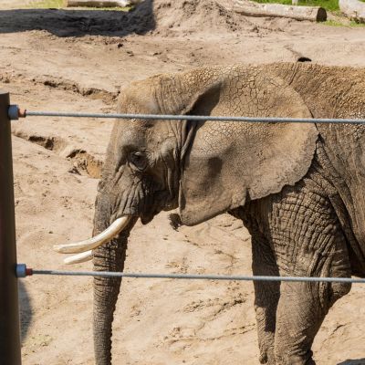 How did elephants evolve such a large brain? Climate change is part of the  answer