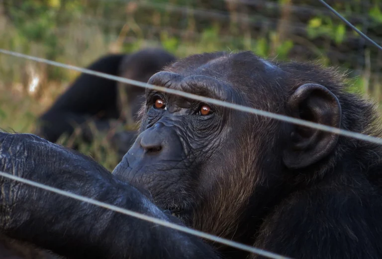 Chimpanzee reflecting behind wire