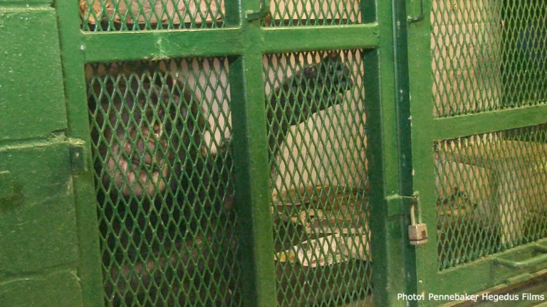 Tommy the chimpanzee in a cage