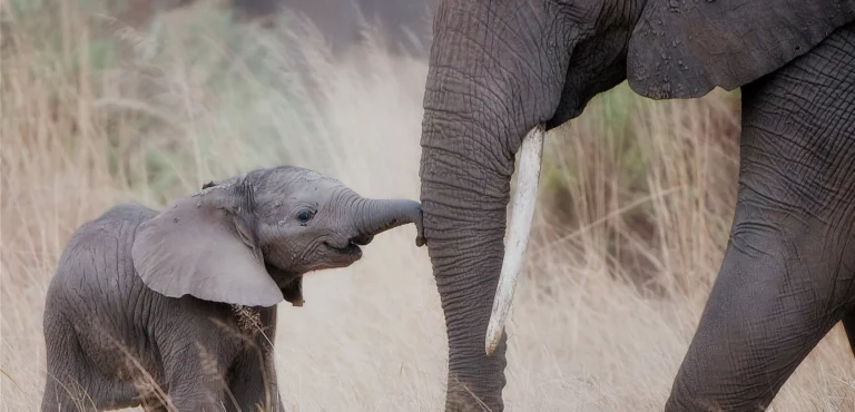 Elephant and baby