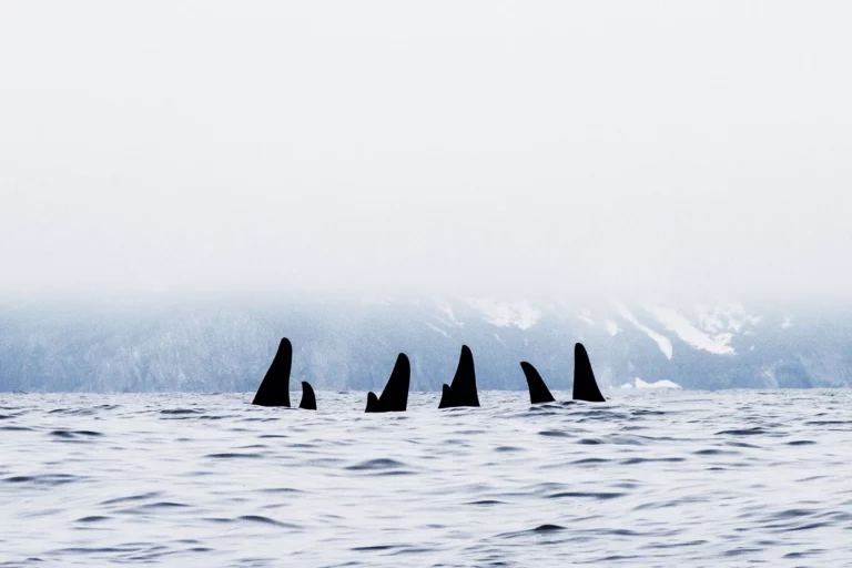 Orca pod