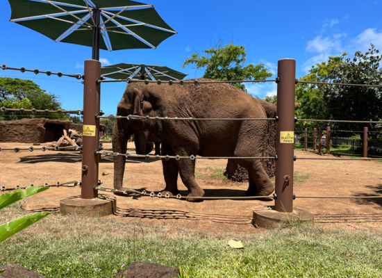 An elephant stands alongside a fence in the Honolulu Zoo elephant exhibit