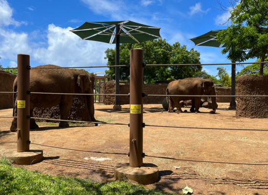 Elephants Mari and Vaigai stand in a mostly dirt pen in the Honolulu Zoo elephant exhibit
