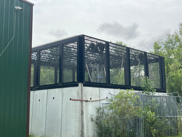 A photo of chimpanzees in what appears to be a cement-and-chain-link outdoor housing structure at the DeYoung Family Zoo in Michigan.