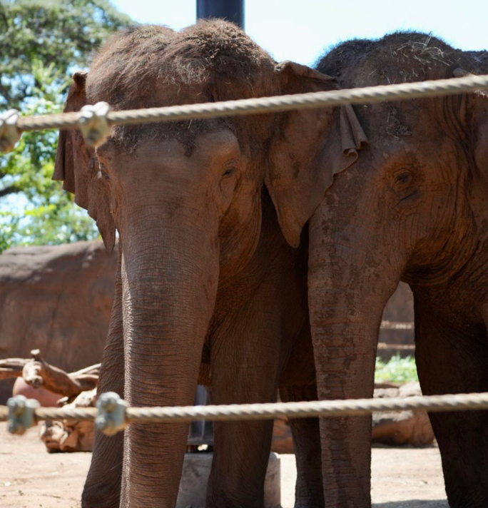 two elephants close up