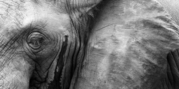 A close-up black-and-white photo of an elephant with her eyes closed