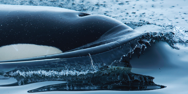 A vibrant photo of an orca pushing through the water