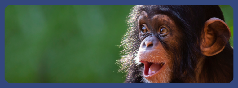 Giving Tuesday Nonhuman Rights Project Chimp