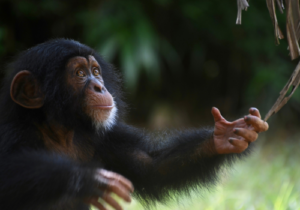 A photo of a young chimpanzee standing in greenery and reaching out his hands with curiosity