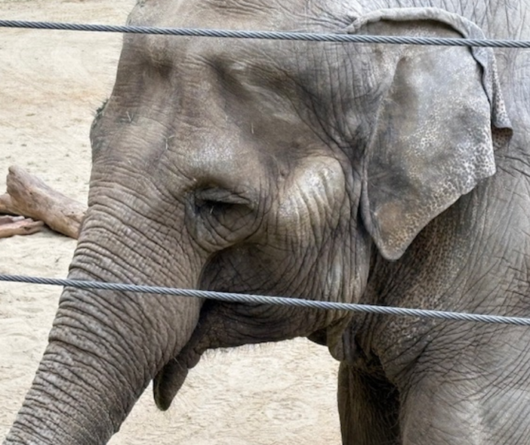 A close-up photo of Tina the elephant standing near fencing in the LA Zoo elephant exhibit