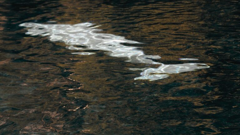 A photo of a beluga underwater as photographed from above