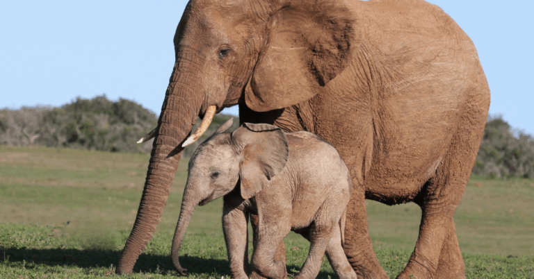 Mother and baby wild elephants