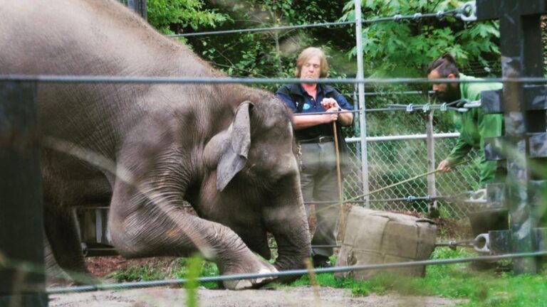 A photo of an elephant at the Oregon Zoo bowing before two zoo employees one of whom is holding a bamboo stick to prompt her