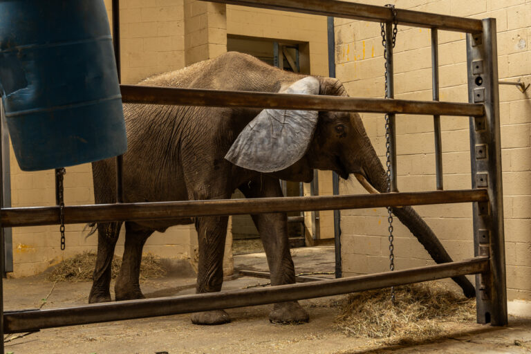 A photo of a young elephant named Zuri in her stall in the Pittsburgh Zoo elephant barn. The wall are concrete and Zuri is reaching her trunk toward a pile of hay laid out on the concrete floor. She is behind steel bars.