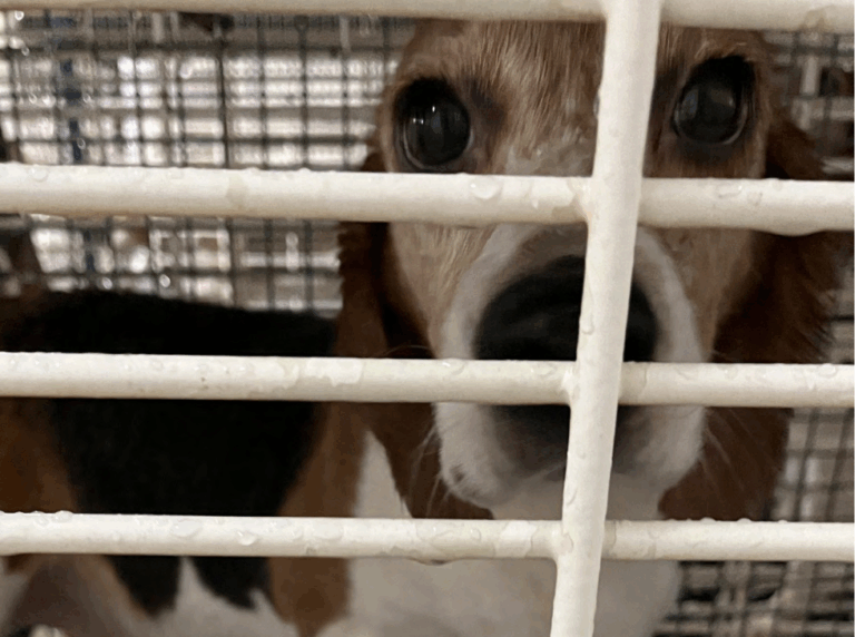 Beagle looking through a cage at the Ridglan facility