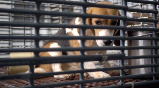 beagle looking out from a small metal cage