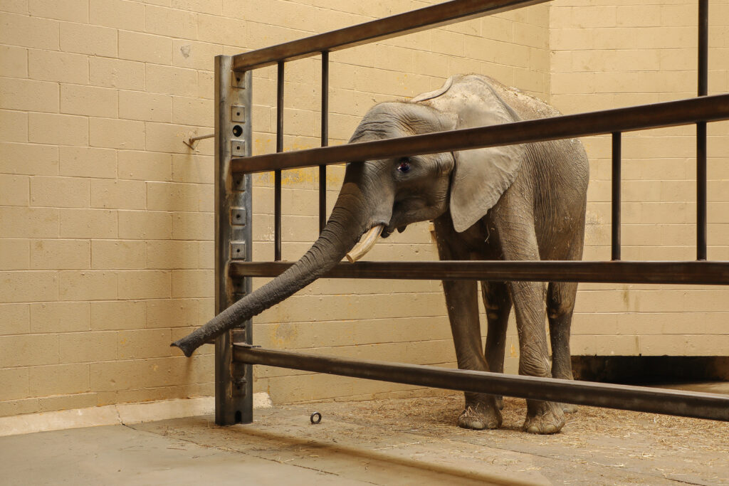 Angeline the elephant reaching her trunk through bars. Photo by Gigi Glendinning
