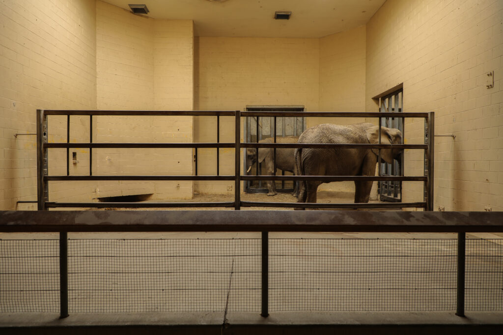 Two elephants in a concrete stall behind steel bars. Photograph by Gigi Glendinning