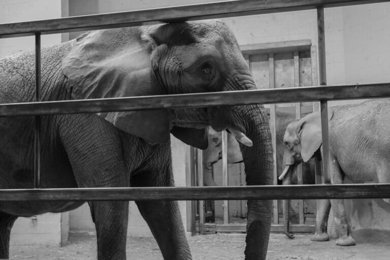 Elephants behind bars at the Pittsburgh Zoo. Photo by Gigi Glendinning