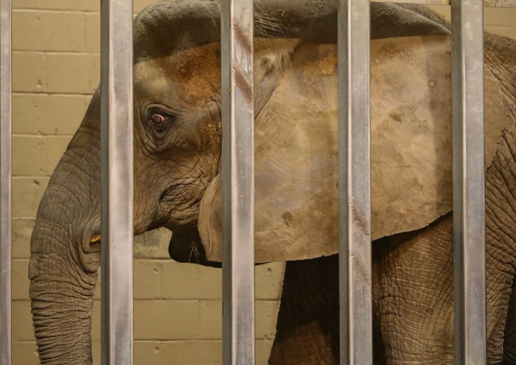 Tasha the elephant behind bars at the Pittsburgh Zoo. Photo by Gigi Glendinning.