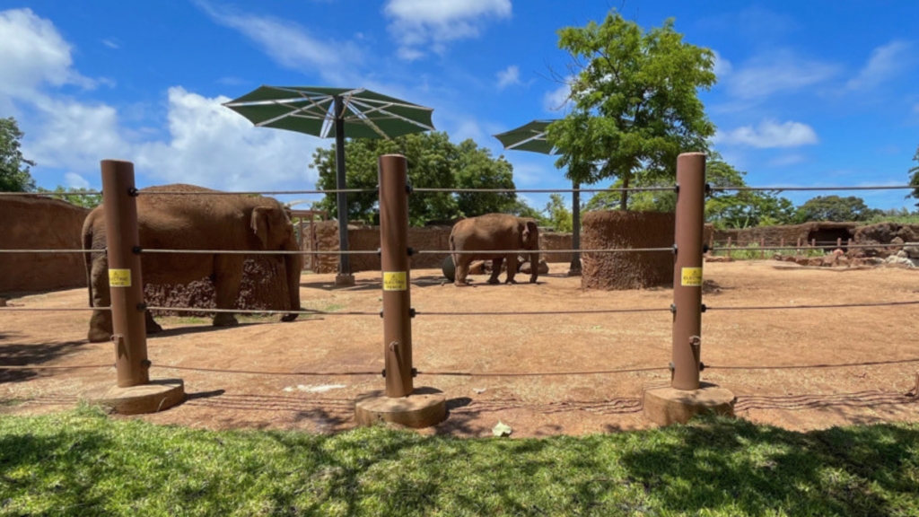 Two elephants behind wires