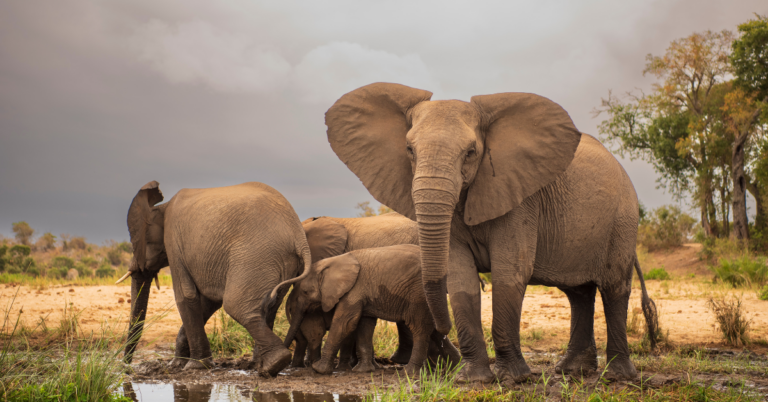 wild herd of elephants