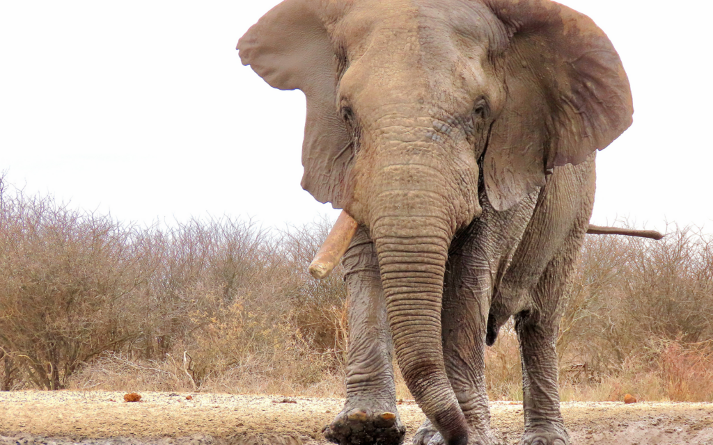 adult male elephant walking