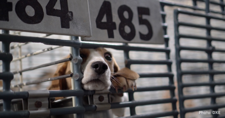 photo of beagles sticking their nose through metal cage