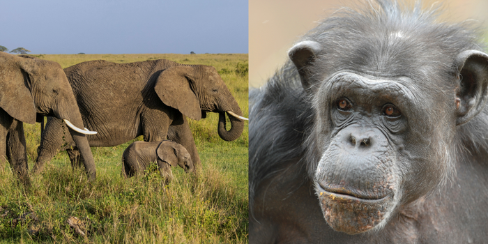 elephants and a chimpanzee