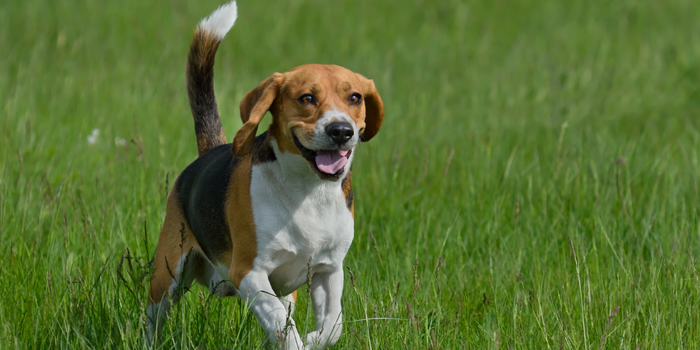 Happy beagle running in field