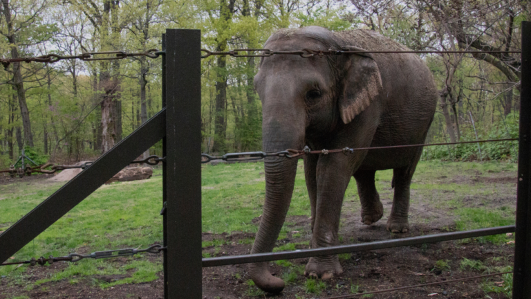 photo of happy the elephant behind wires