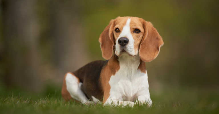 beagle