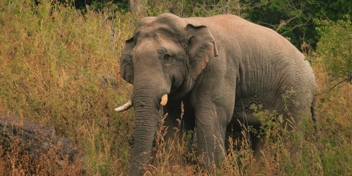 elephant in the wild