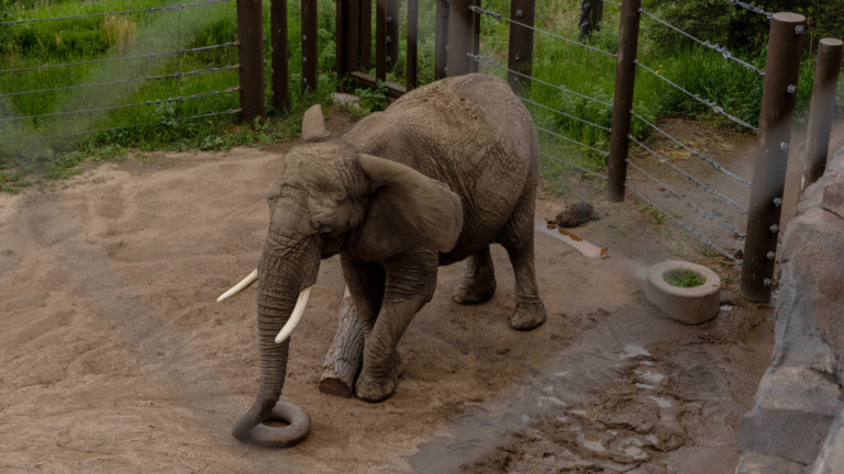 elephant in barren dirt exhibit
