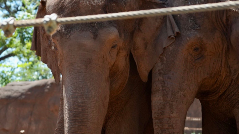 close up of two elephant faces behind a metal wire
