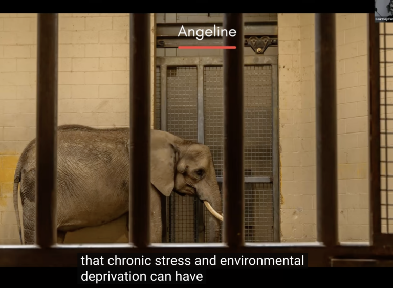 screenshot of a webinar on YouTube