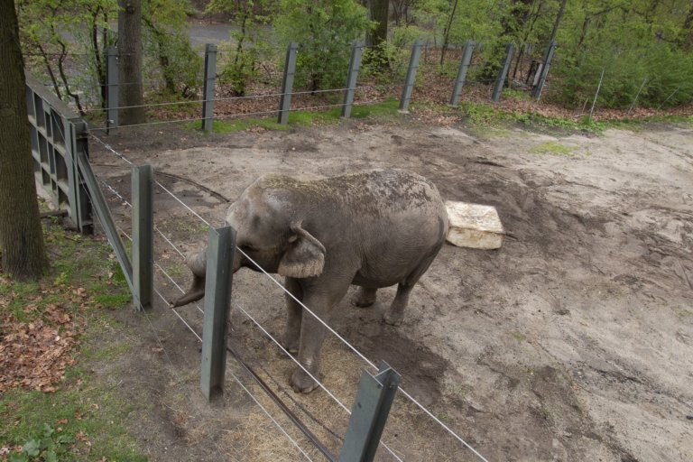 A photo taken from the Bronx Zoo monorail of Happy the elephant wrapping her trunk around the fencing of her enclosure