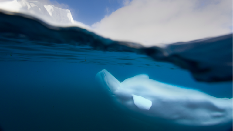 A free beluga whale swims in the open ocean near Greenland