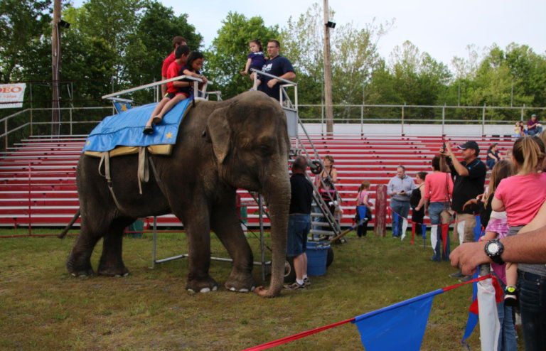 Five people ride on the back of Minnie the elephant at a fair as a Commerford Zoo handler compels her to walk using a bullhook.