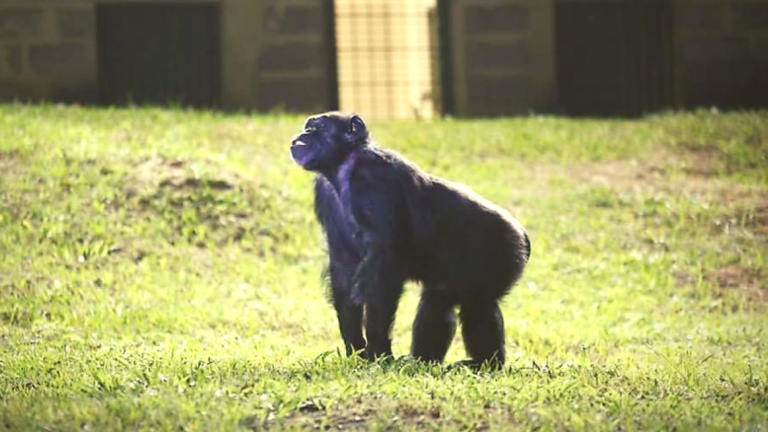 Chimpanzee Cecilia stands in the grass at GAP Brazil's Sorocabo sanctuary.