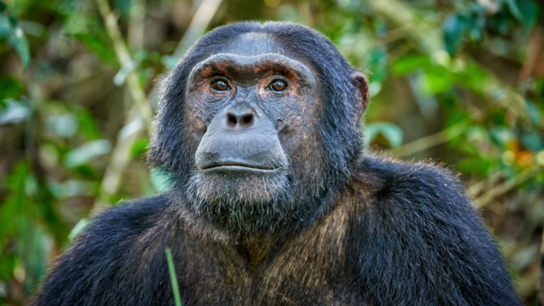 A chimpanzee in Uganda gazes into the distance with dense green foliage in the background.