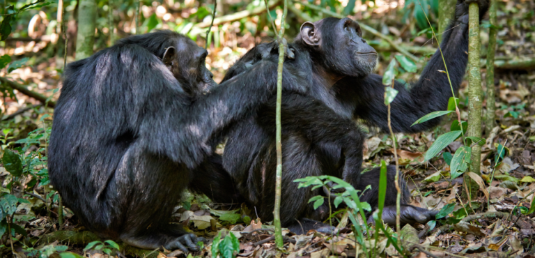 One chimpanzee grooms another who looks thoughtfully up at the trees in Uganda's Kibale Forest National Park.